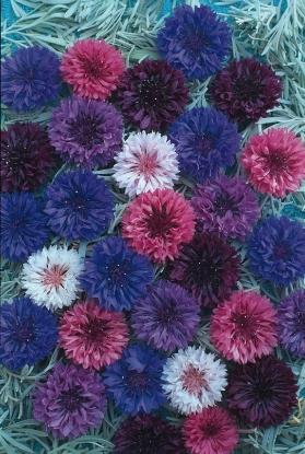 Picture of Cornflower Crown Double Strain - Mixed